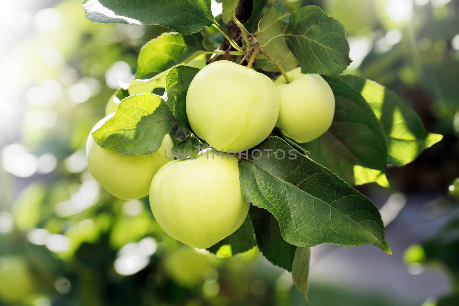 Yellow green apples on an appletree branch.