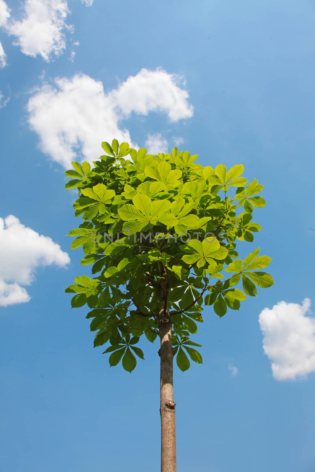 a young chestnut tree on blue sky background