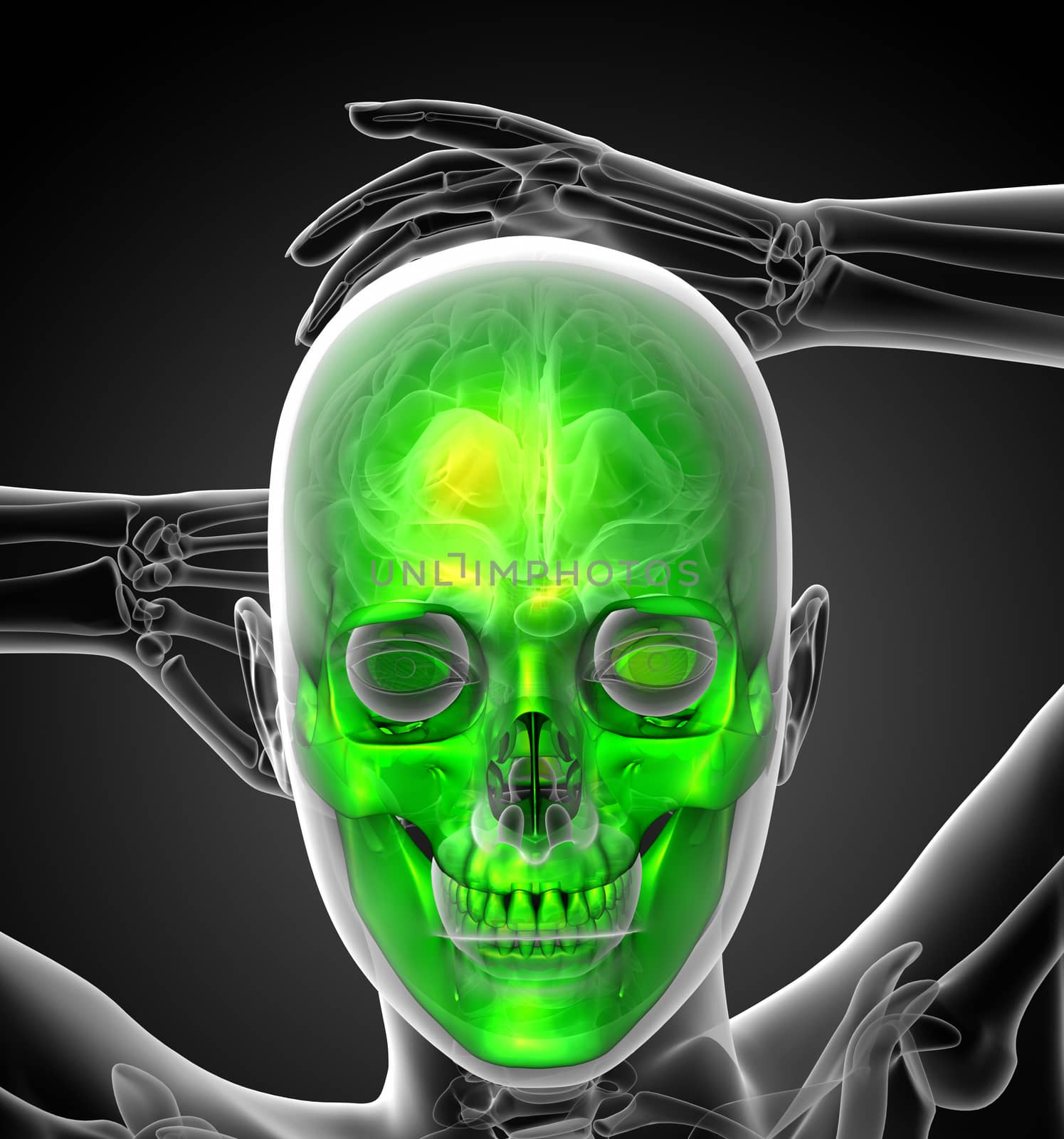 3d render medical illustration of the human skull - front view