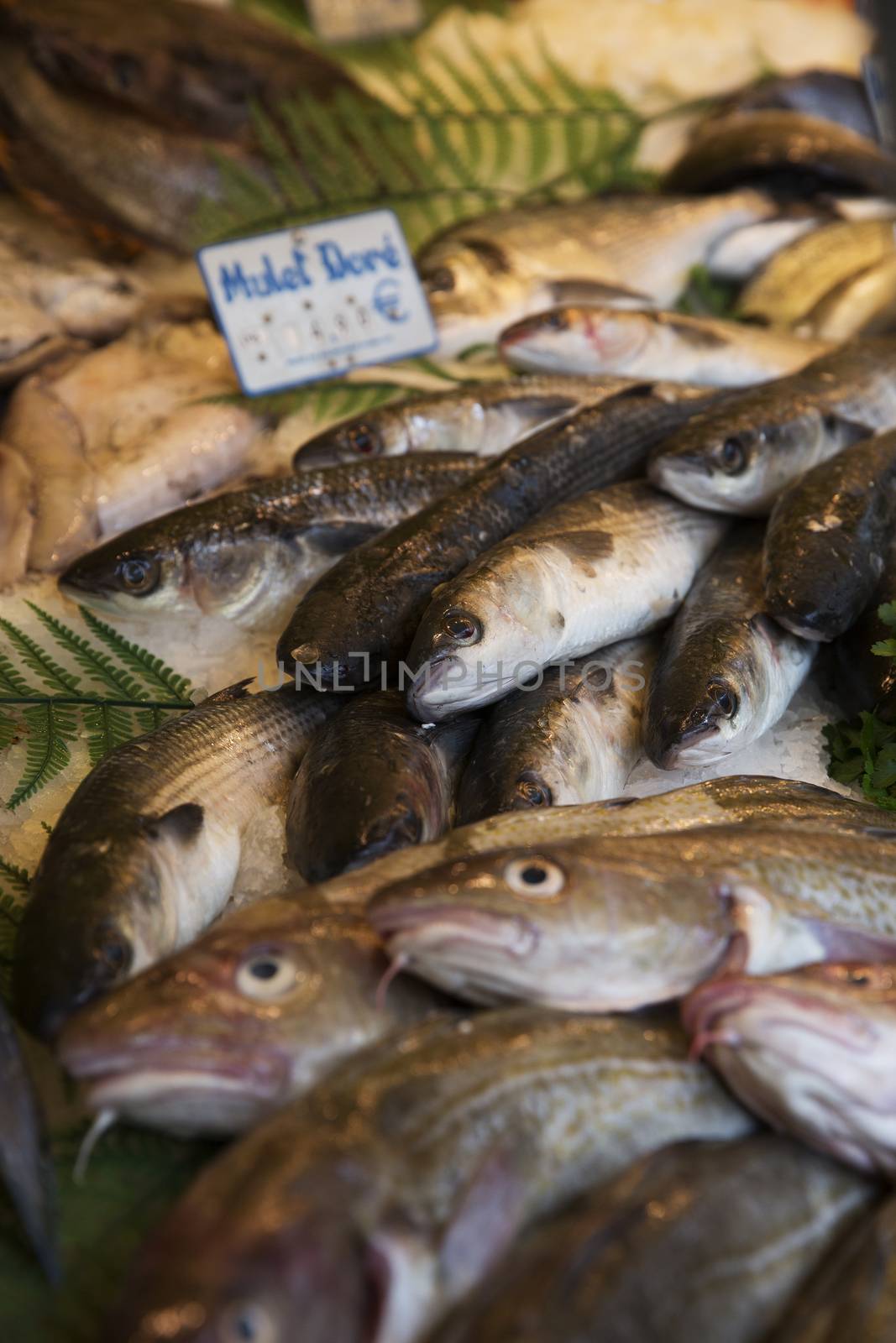 Close up of fishes at a market in Paris by gemenacom