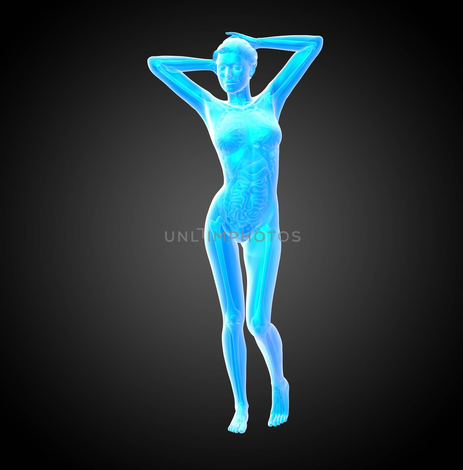 3d render illustration of the human anatomy - front view
