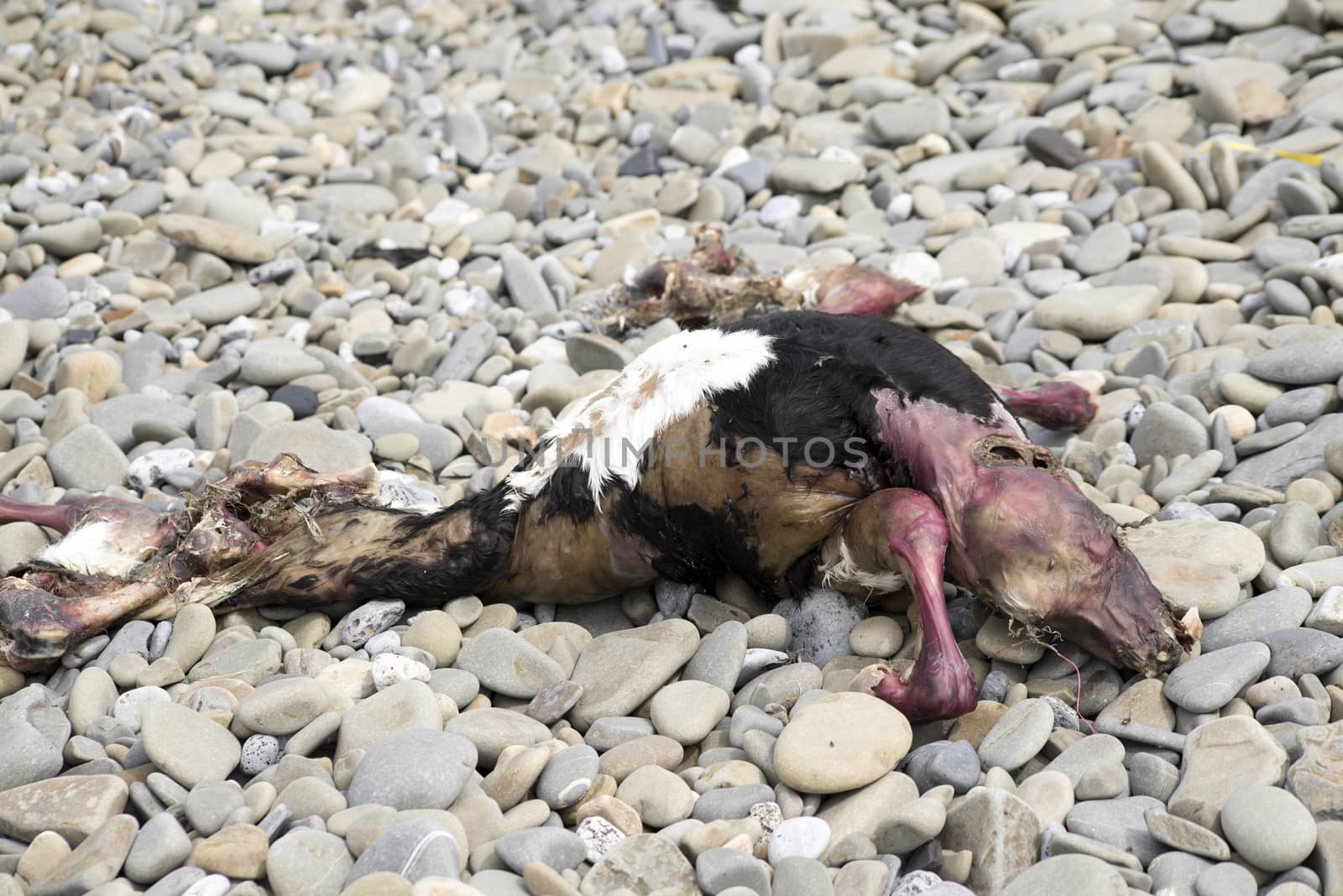 animal carcass on a pebble beach by morrbyte