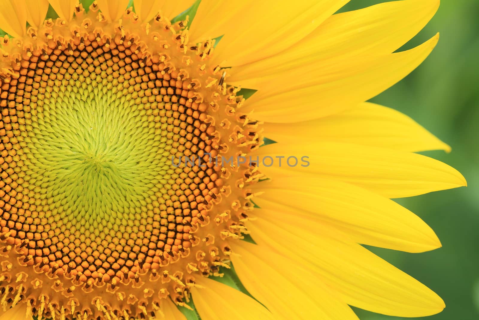 Close-up of sunflowers by foto76