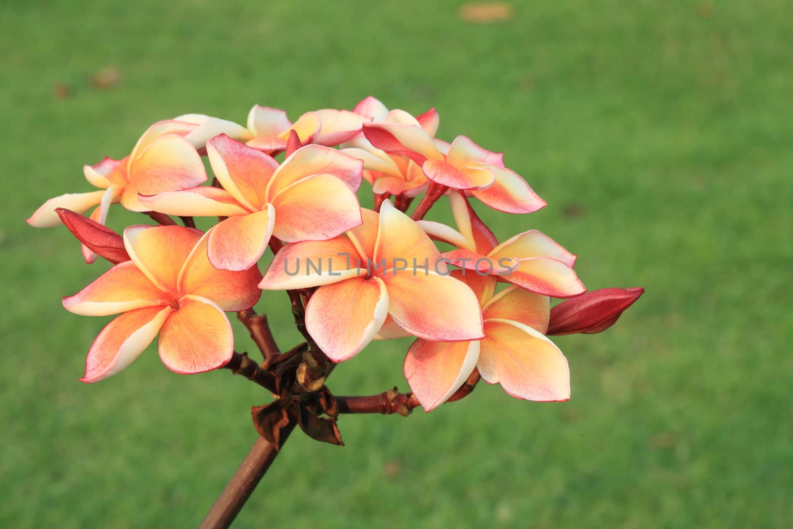 Tropical flowers frangipani (plumeria) by foto76