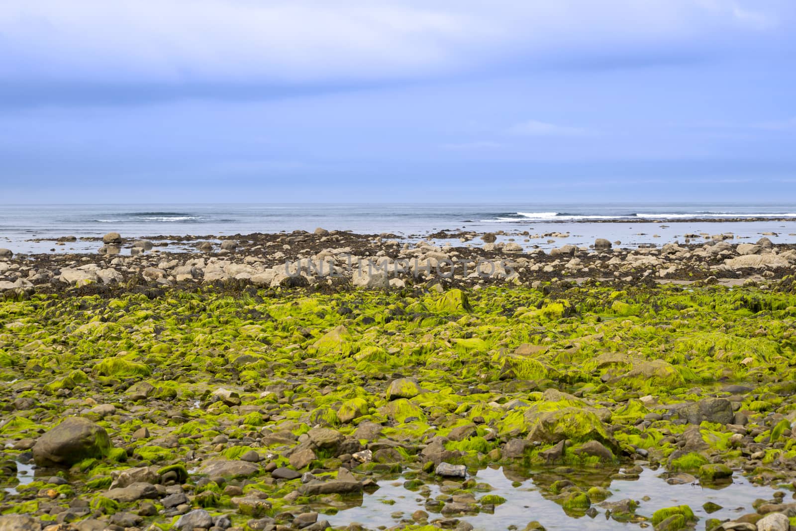 seaweed covered rocks on ballybunion beach in county kerry ireland