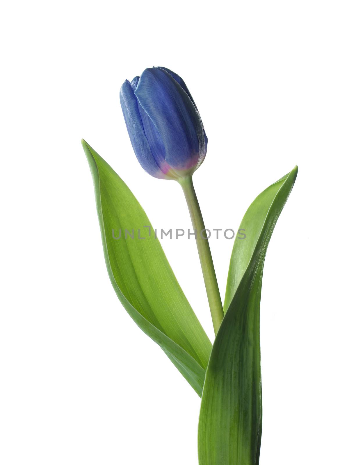 Blue Tulip isolated on white background