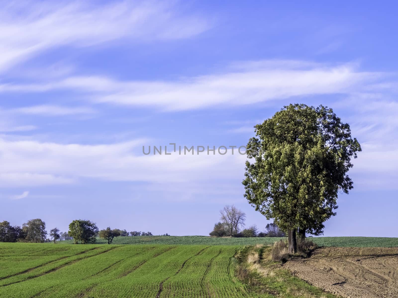 solitary tree on the field