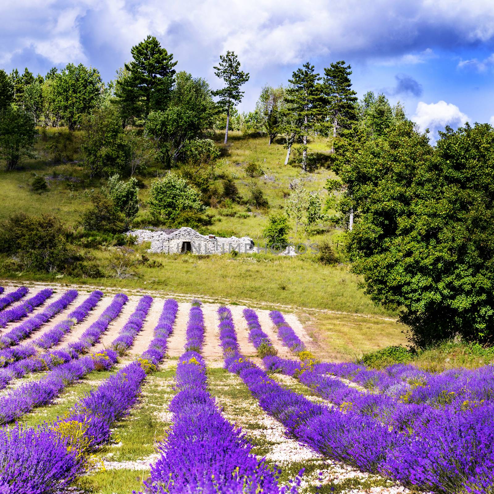 LAVENDER IN SOUTH OF FRANCE by ventdusud