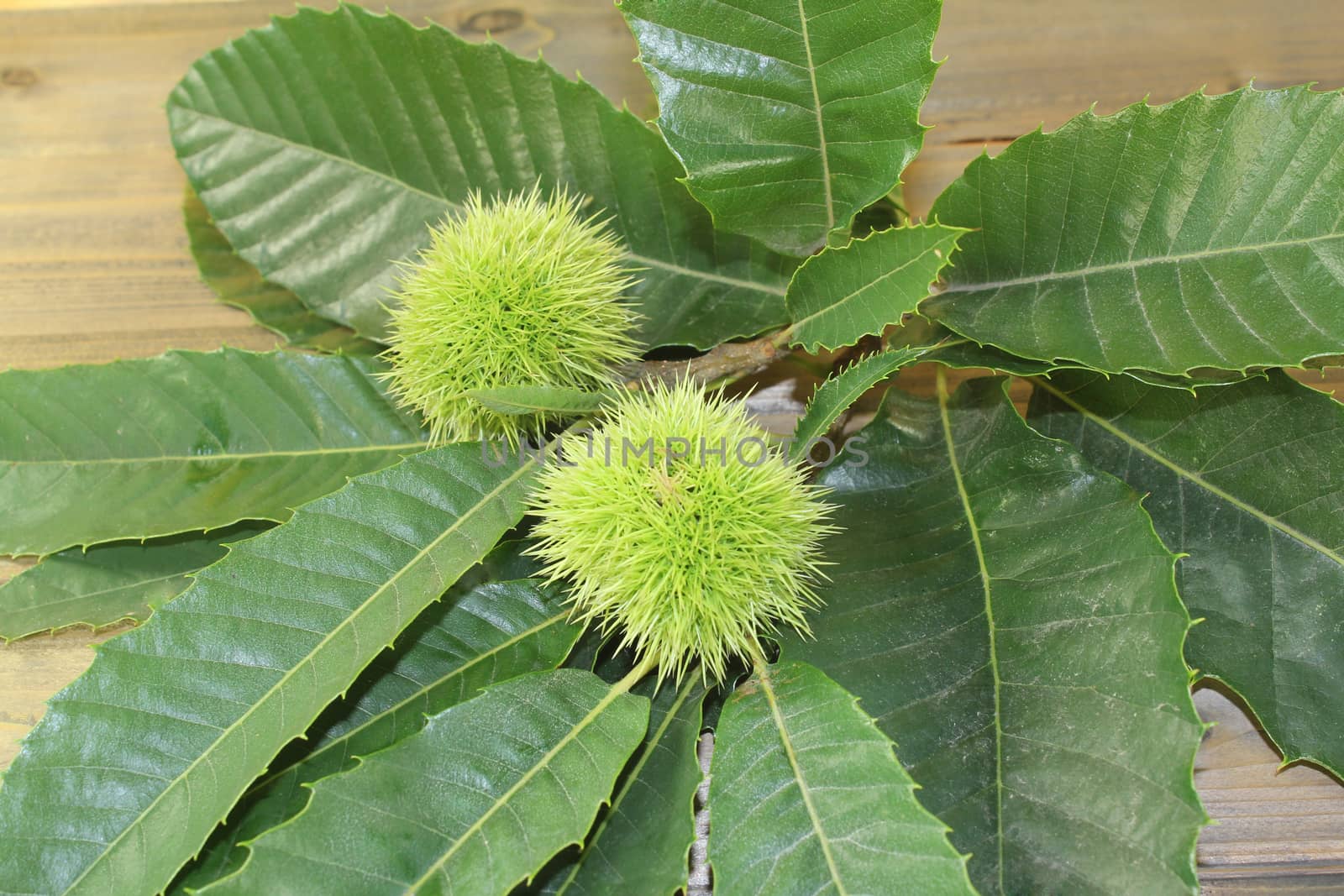 fresh green sweet chestnut with leaves and fruits on wood