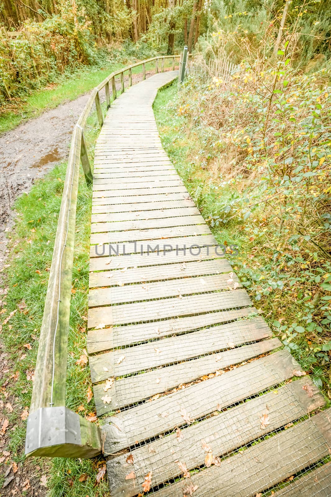 raised wooden boardwalk through a nature trail