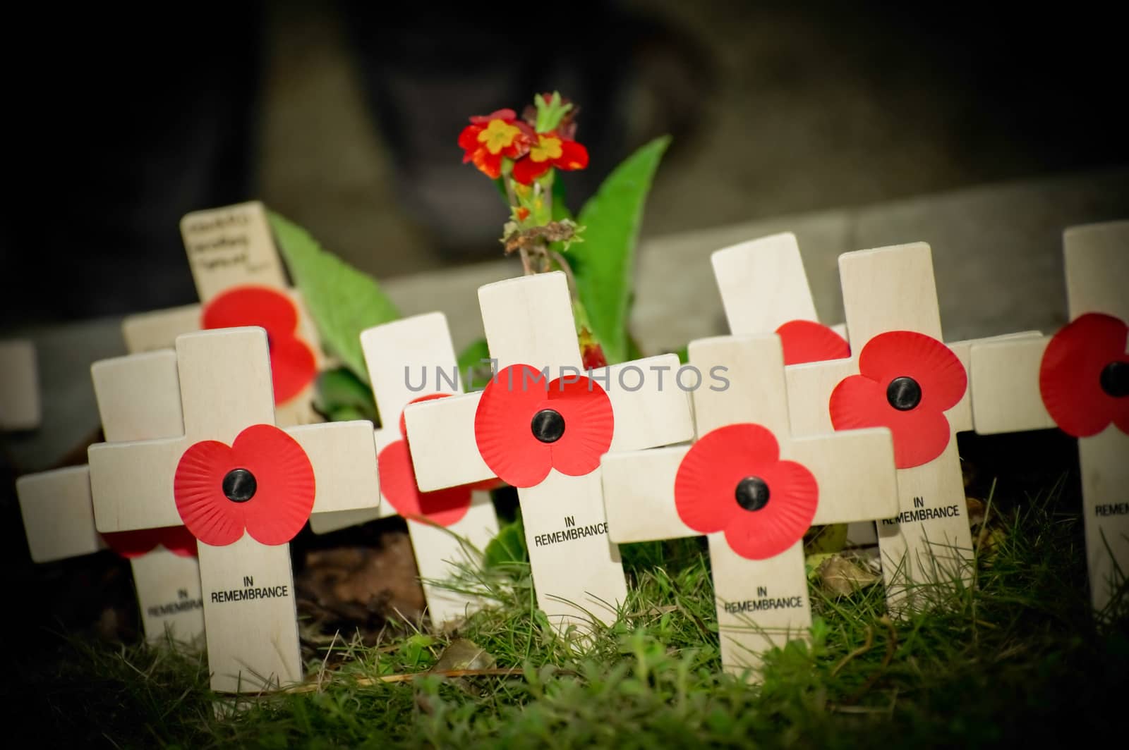 torchlight beam illuminating wartime commemorative poppy crosses in a graveyard