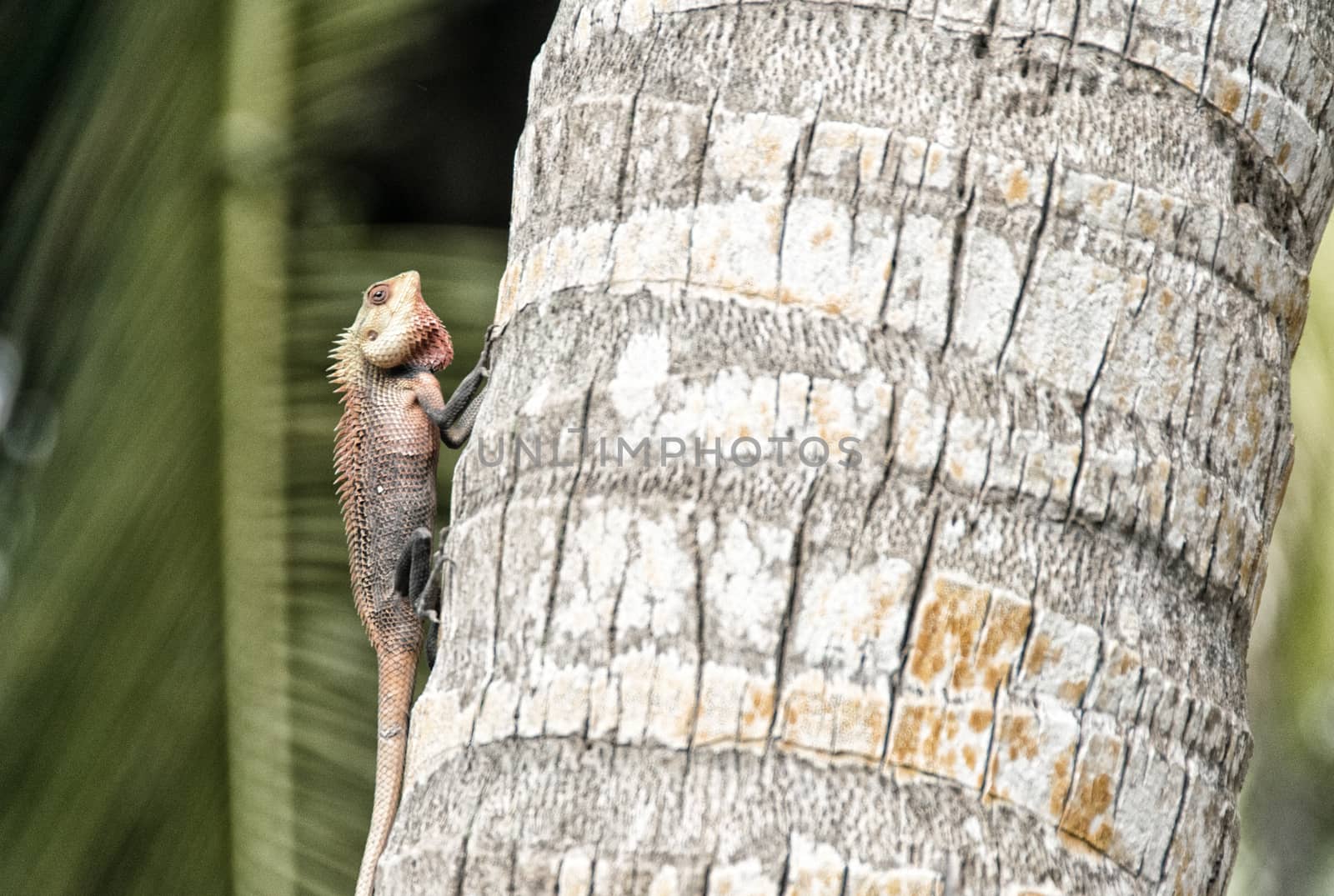 Iguana on a tropical island tree.