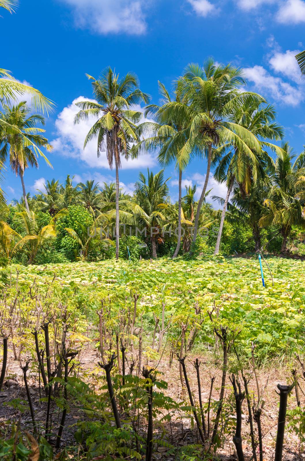 Tropical Island Vegetation.