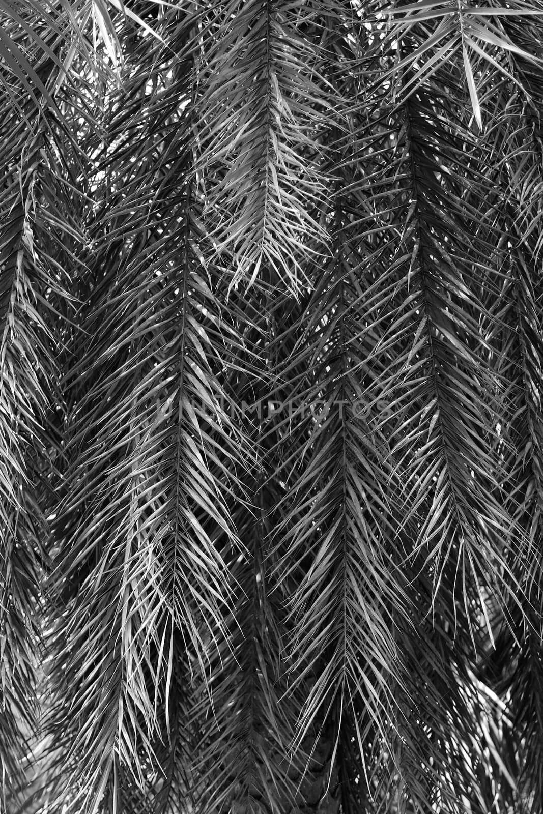 Palm tree leaf by foto76