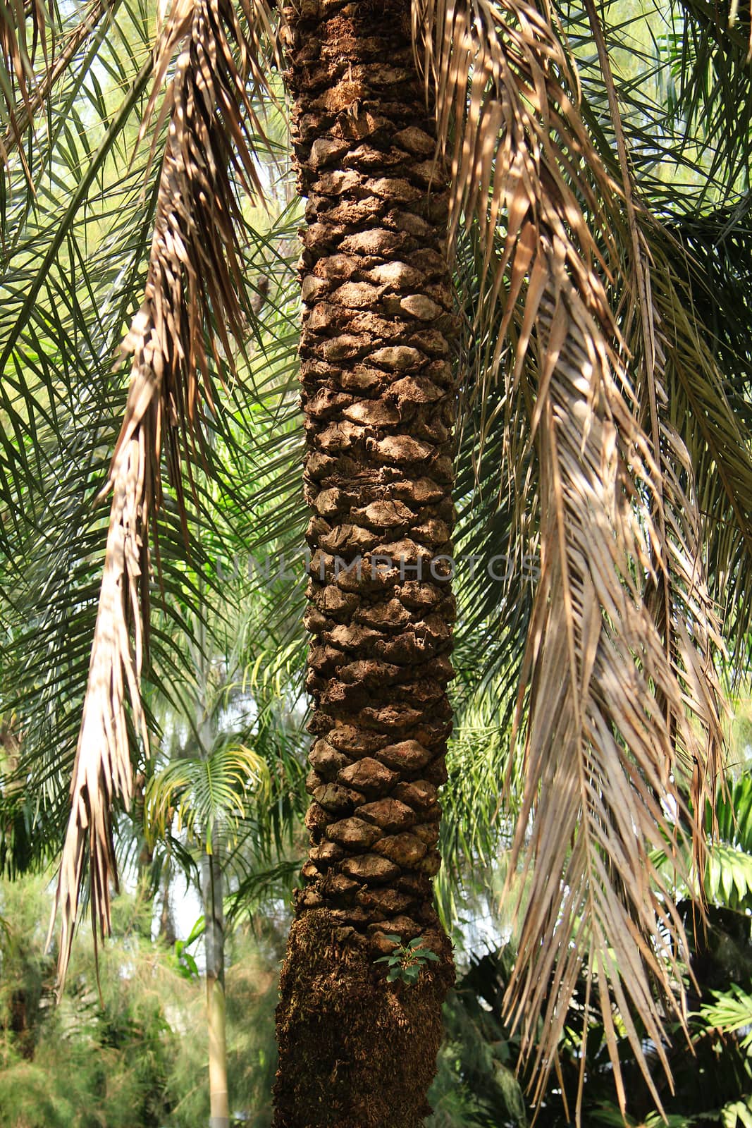 Palm tree bark by foto76