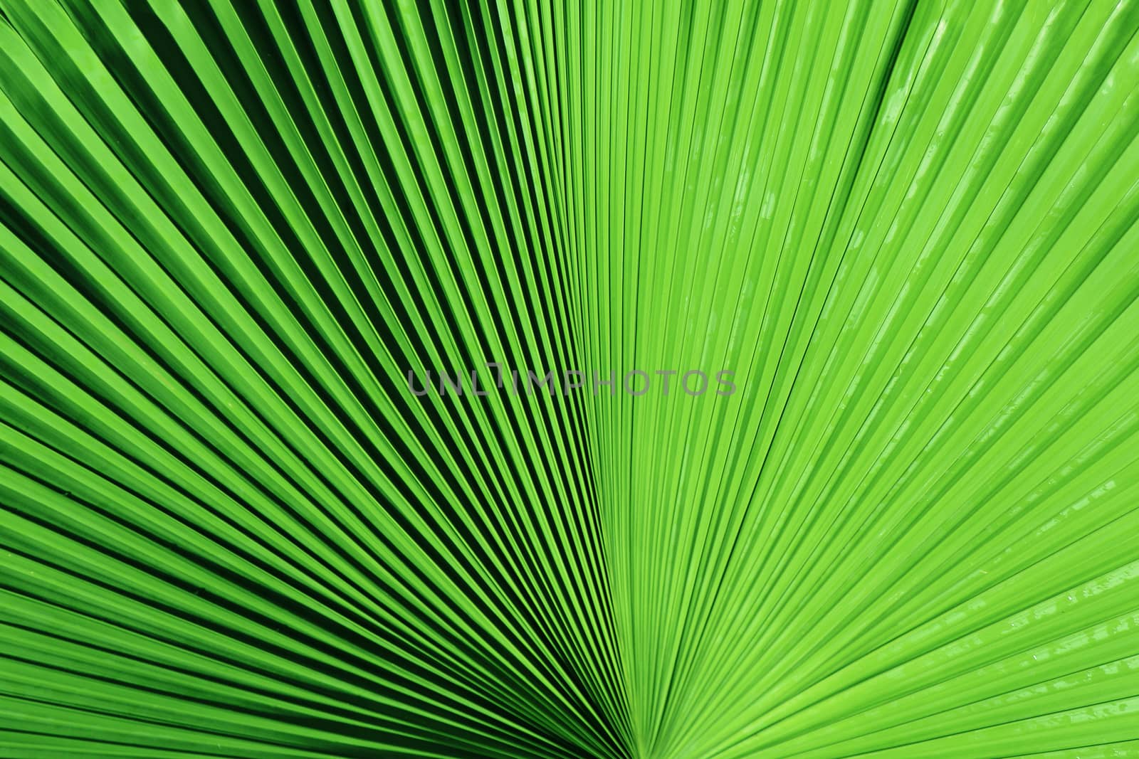 Green palm tree leaf
