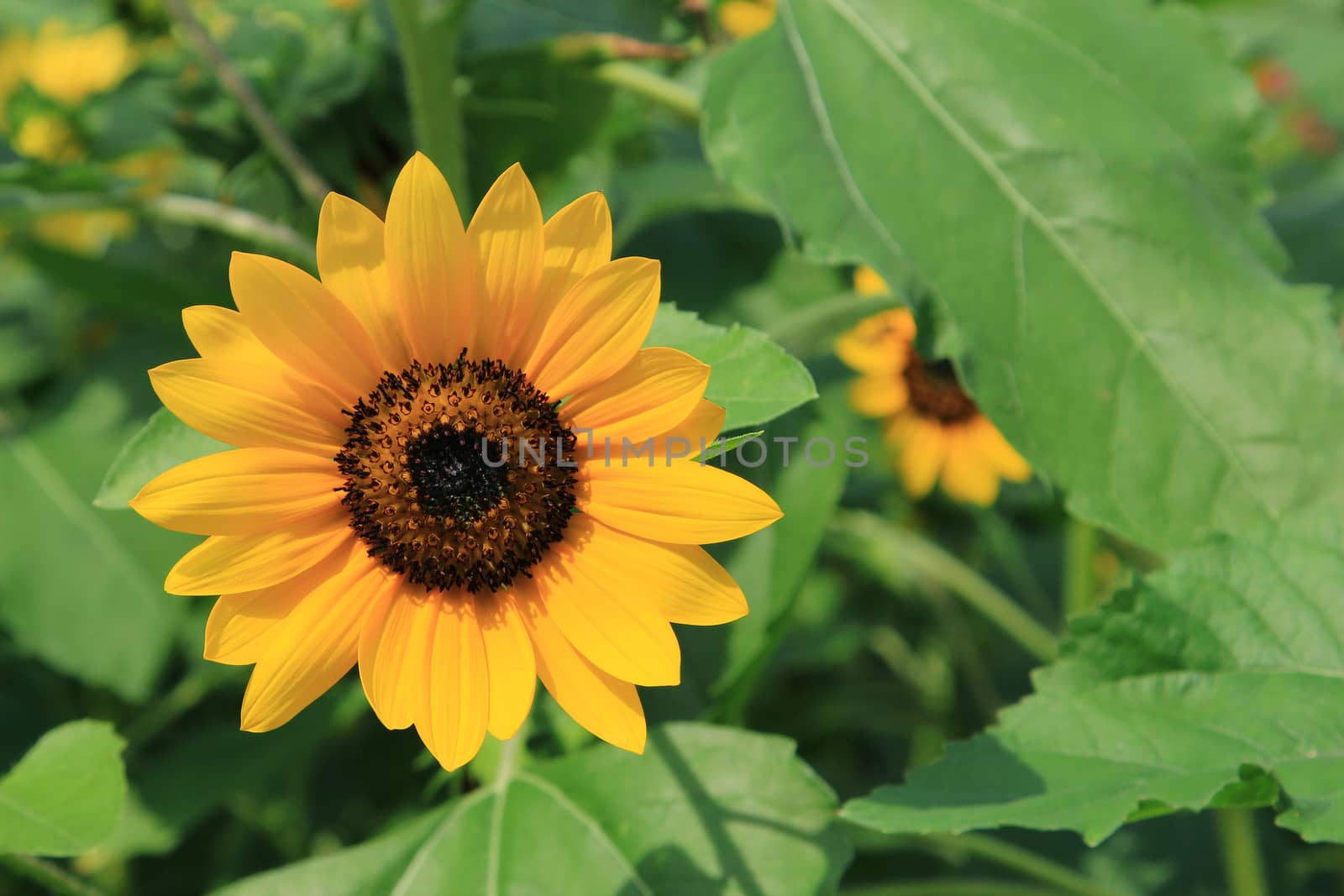 Sunflowers by foto76