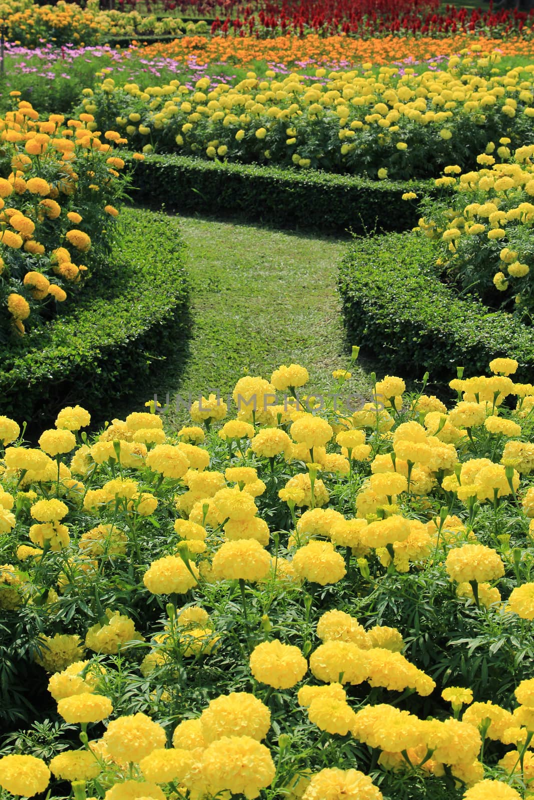 Flowers in the tropical garden