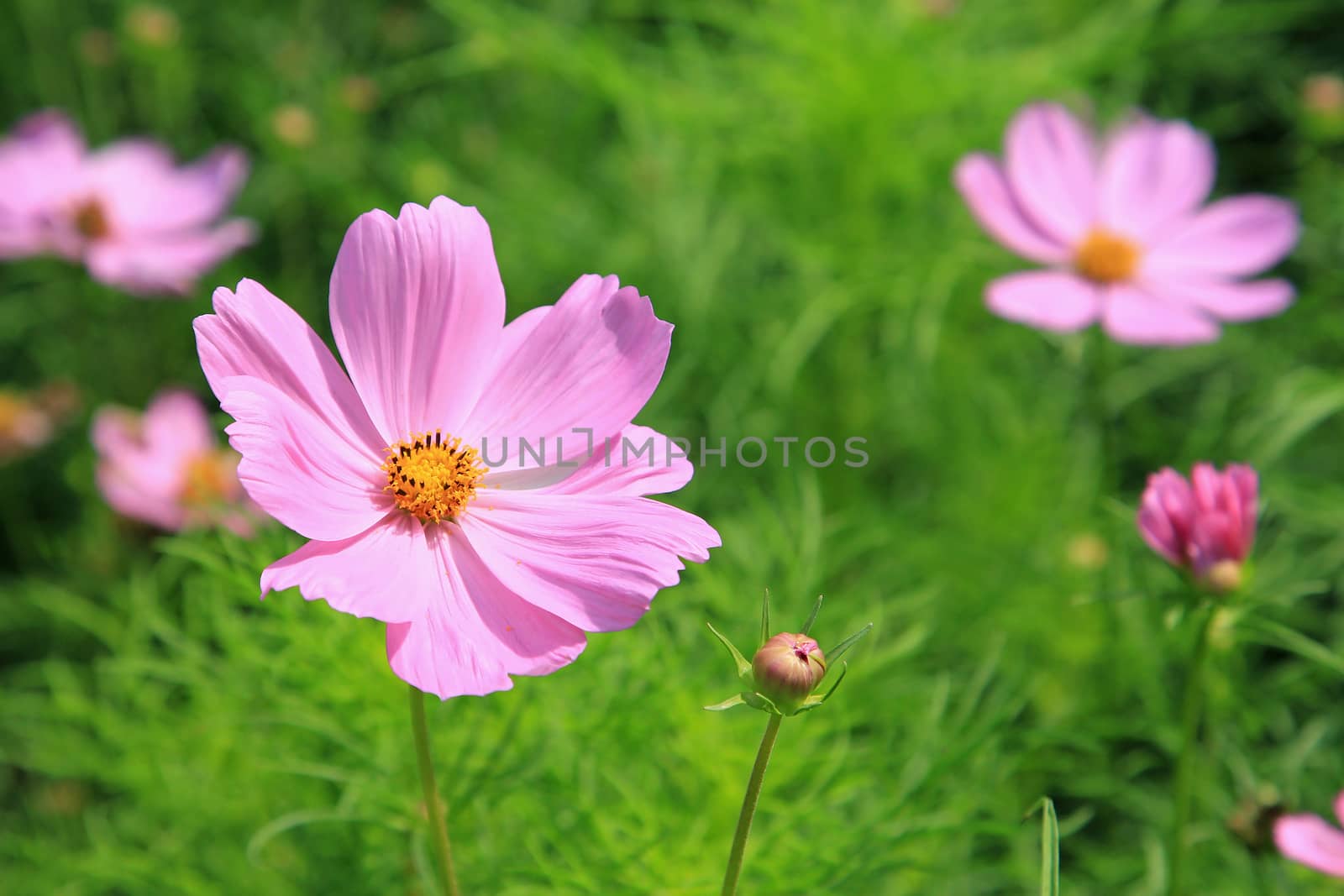 Pink cosmos flowers by foto76