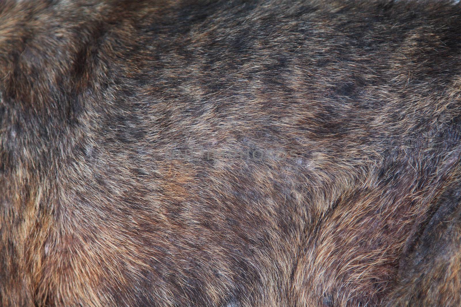 Close-up of dog fur by foto76