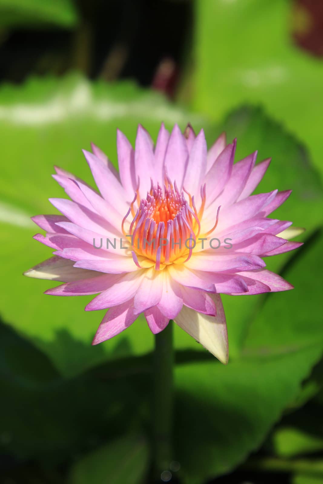 Pink water-lily by foto76
