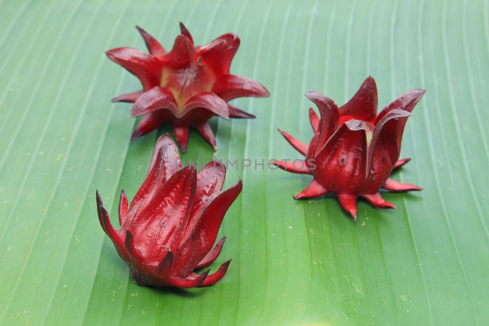 Roselle fruits on banana leaf by foto76