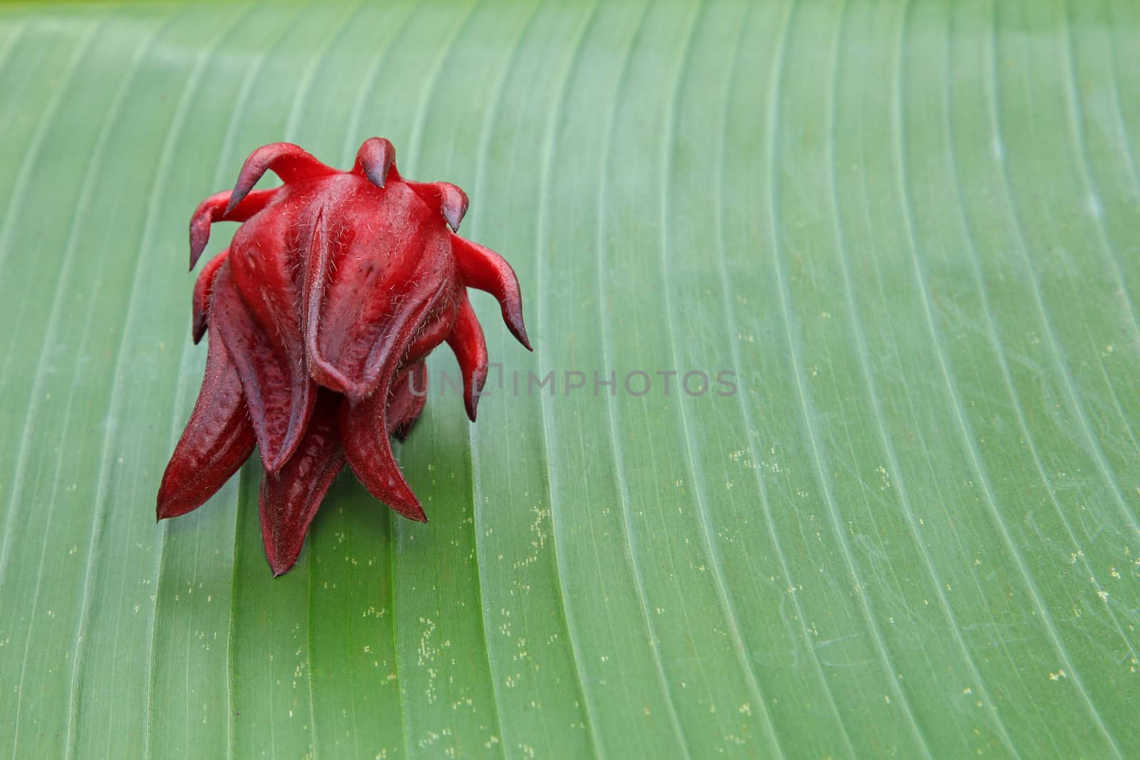 Roselle fruit on banana leaf by foto76