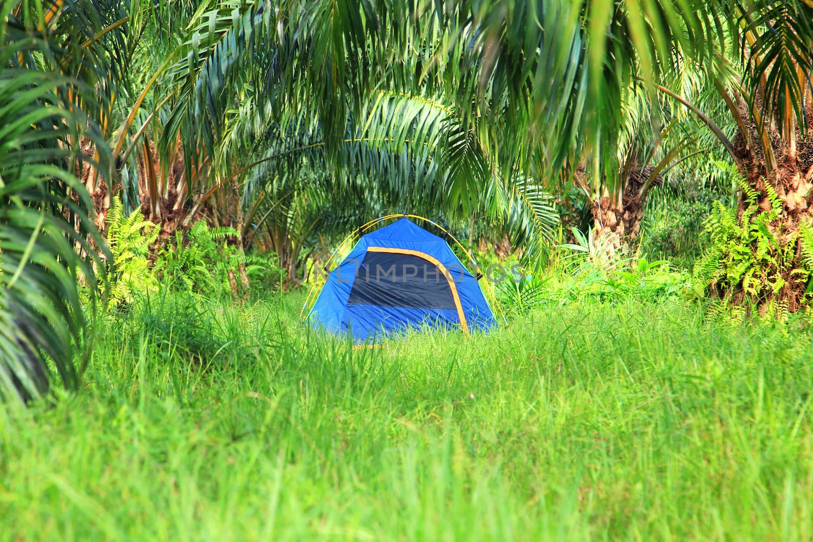 Tourist tent in palm plantation by foto76