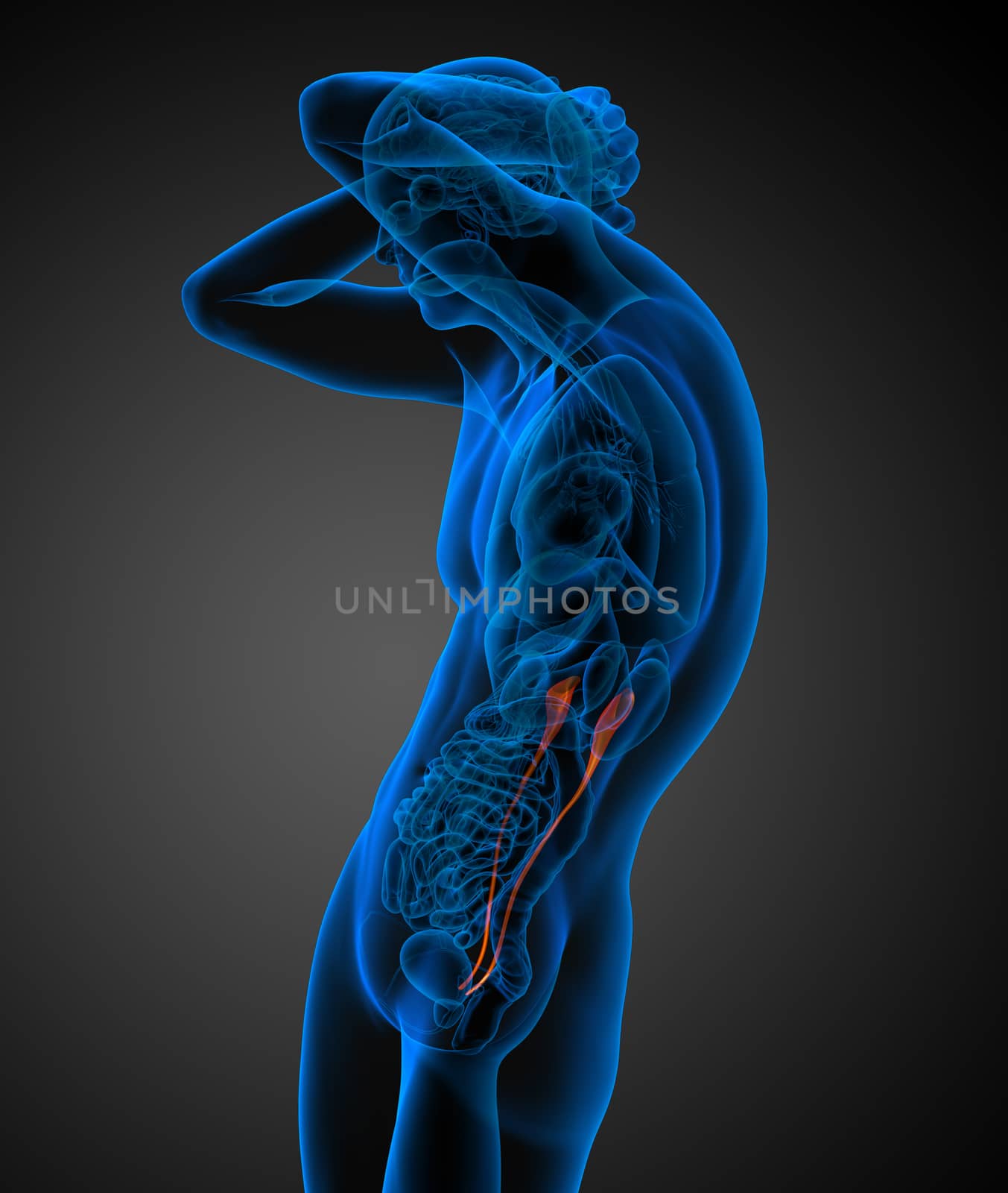 3d render medical illustration of the ureter - side view