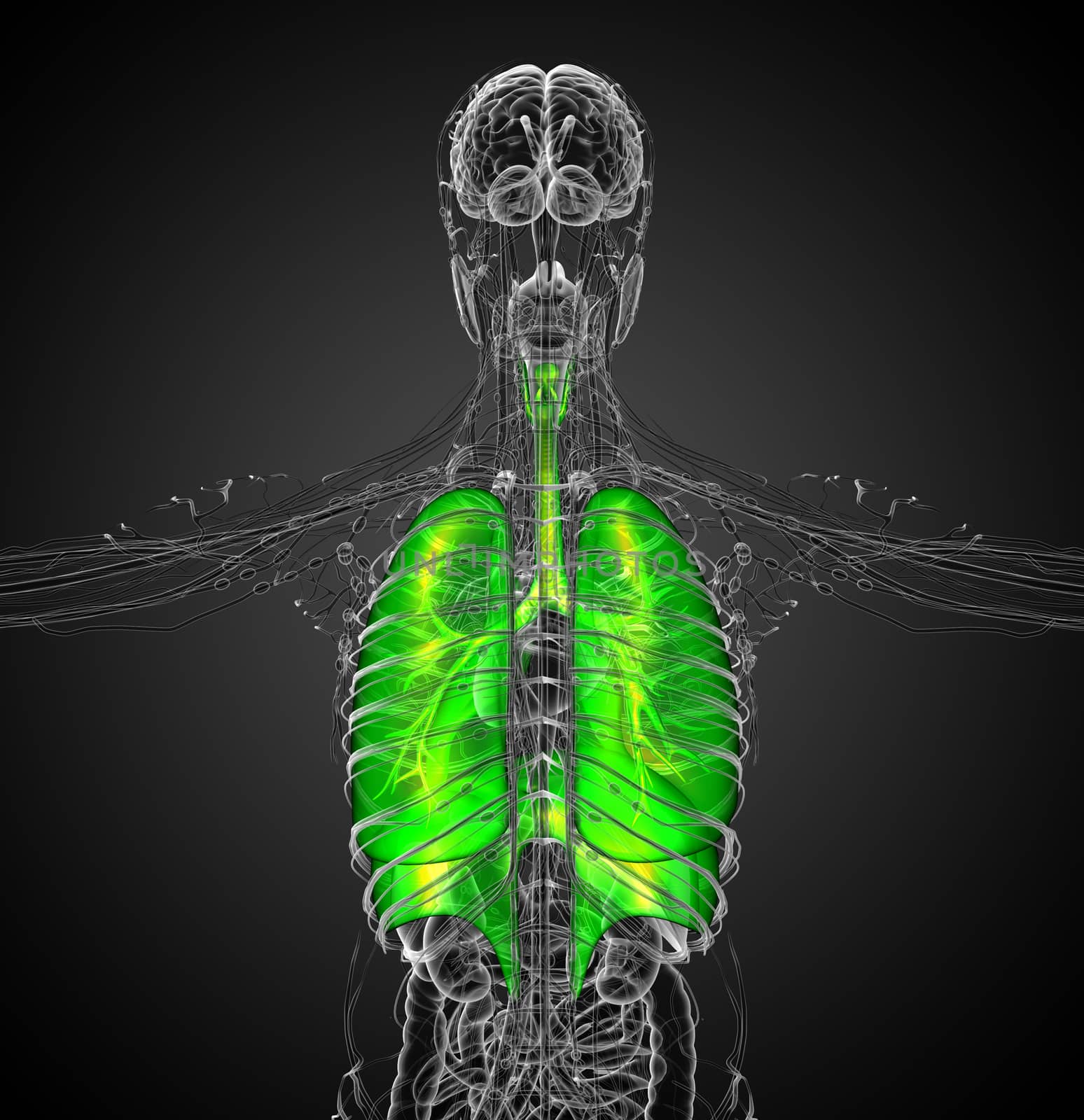 3d render medical illustration of the human respiratory system - back view