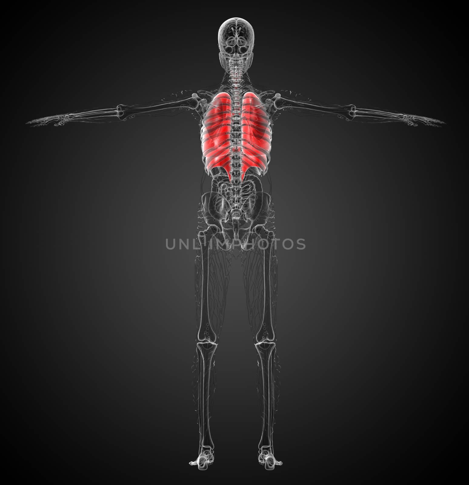 3d render medical illustration of the human respiratory system - back view