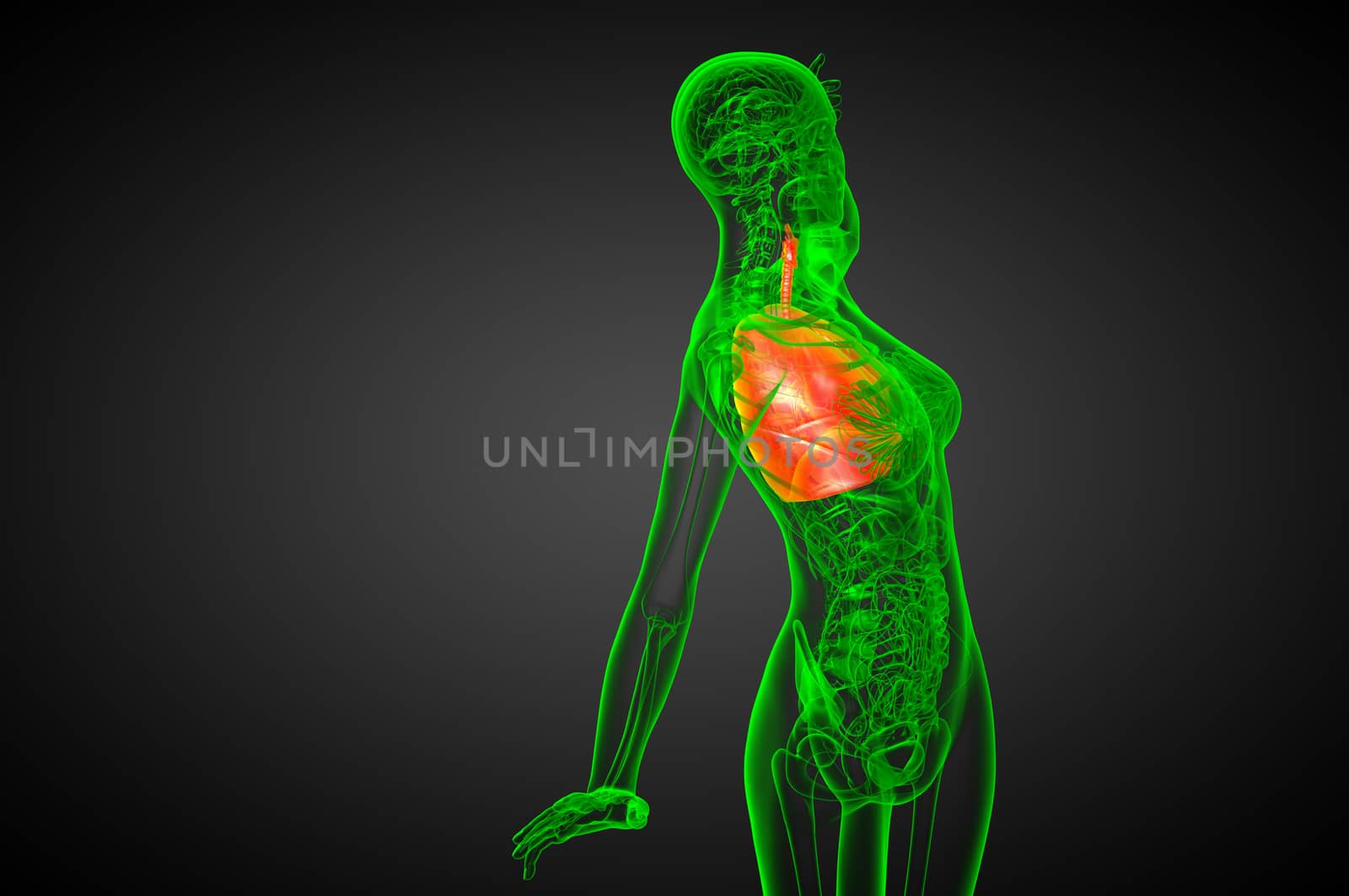 3d render medical illustration of the human respiratory system - side view
