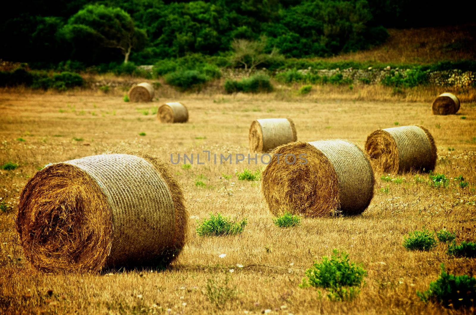 Straw Bales on Farmland with Wheat on Green Grass and Trees background Outdoors