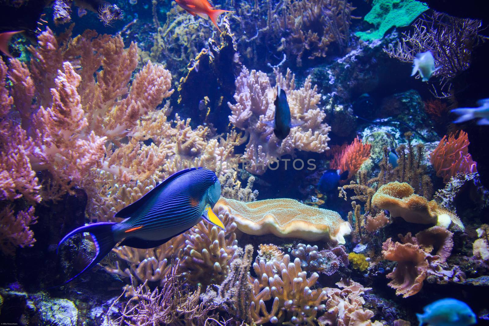 View of one of the tropical pools of the Genova Aquarium