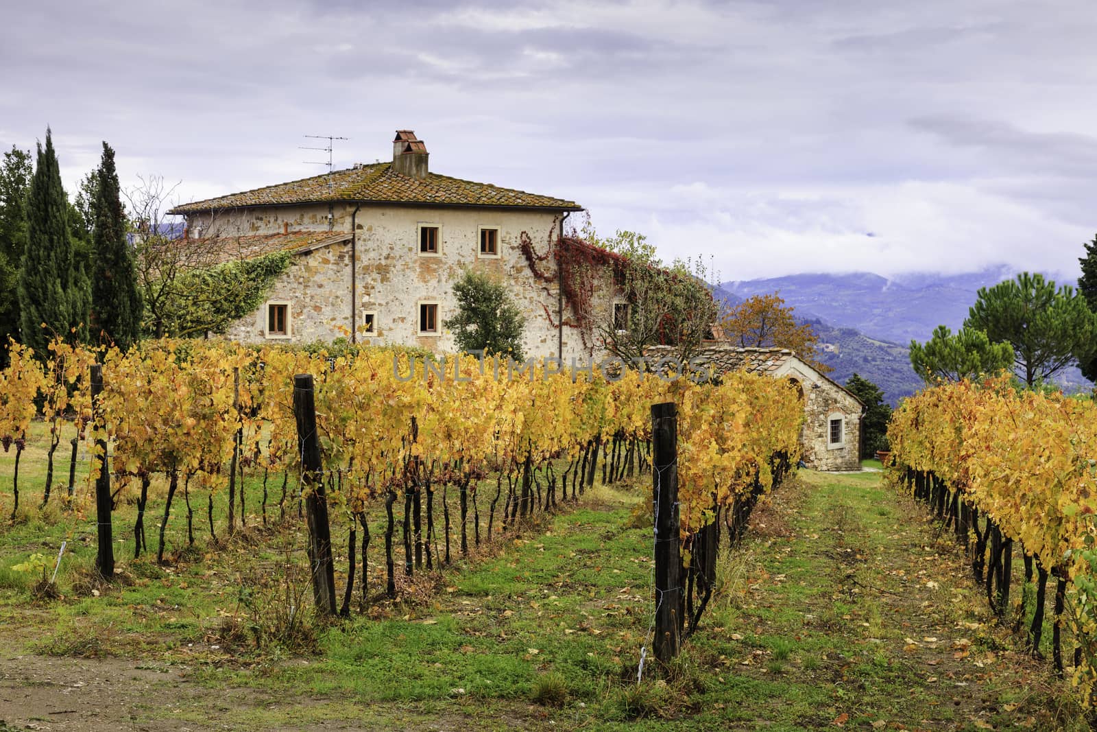 A fabolous rural house in Florence surrounded by a vineyard with orange leaves