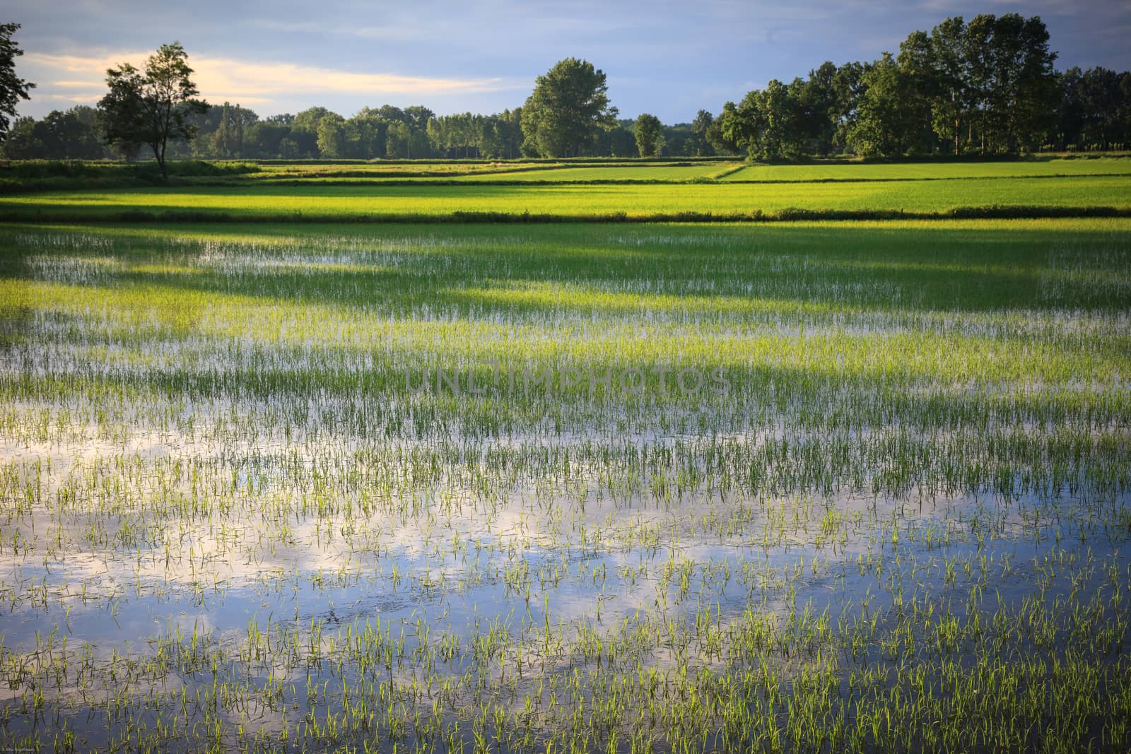 A paddie rice field with the sky reflected on the water in the foregroud - Pavia, Italy