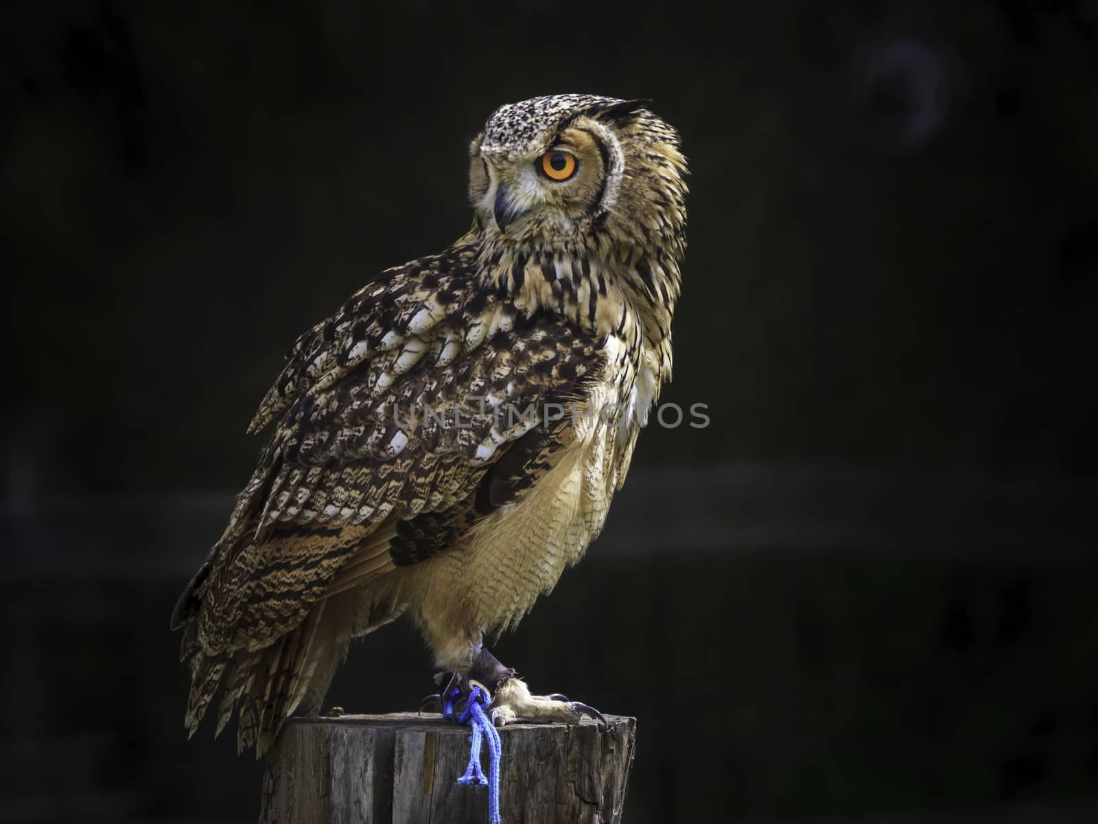 A beautiful owl placed on a trunk waiting a piece of meat from the falconer