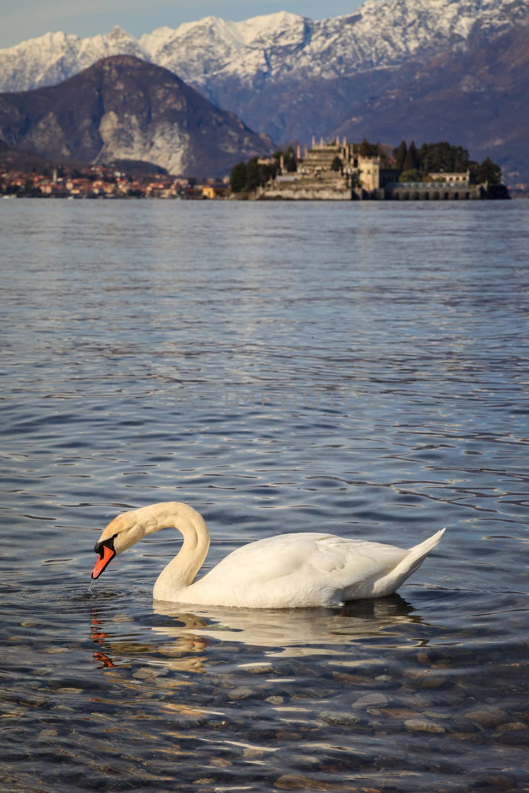 A funny swan in the foreground with the Borromee islands in the background, Stresa, Italy