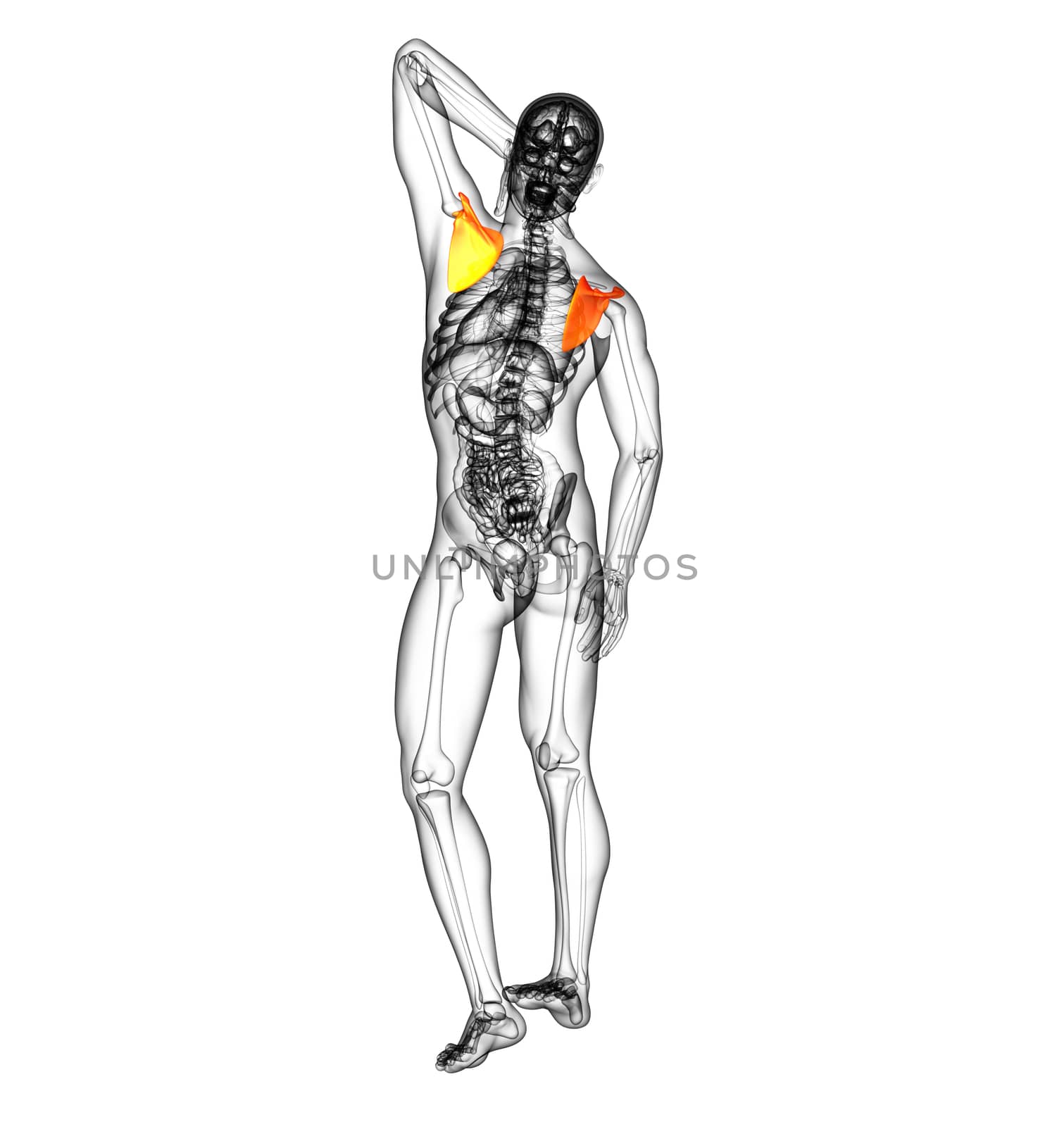 3d render medical illustration of the scapula bone - back view