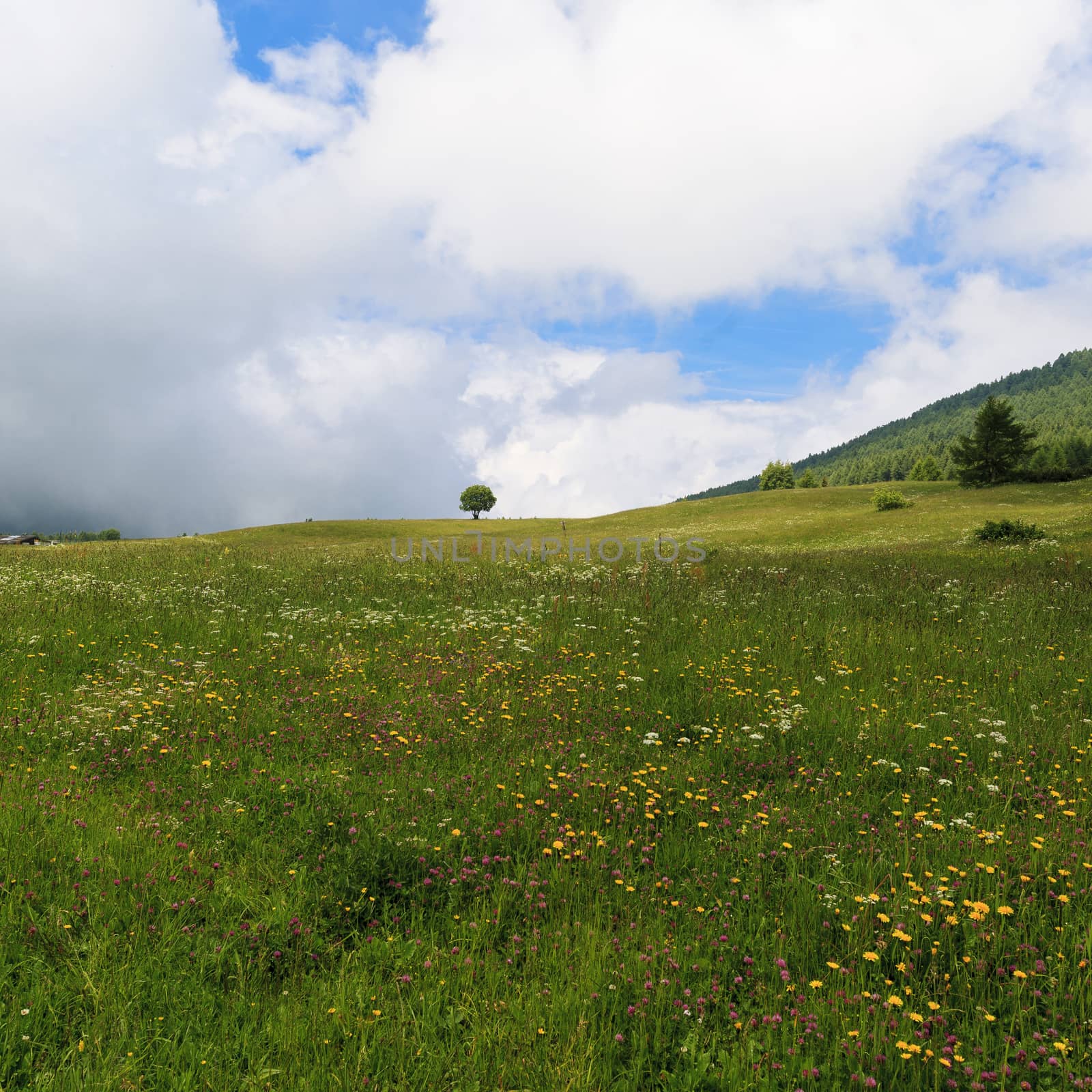 One tree over the hill surrounded by a green meadow with litthe yellow flowers