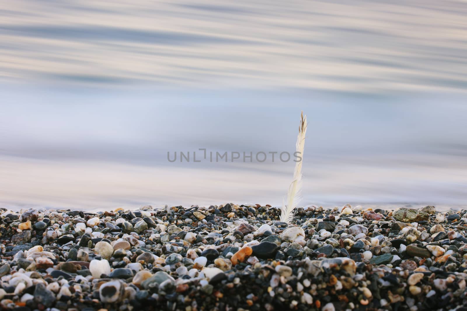 A feather placed between the rocks of the beach, Messina, Sicily, Italy