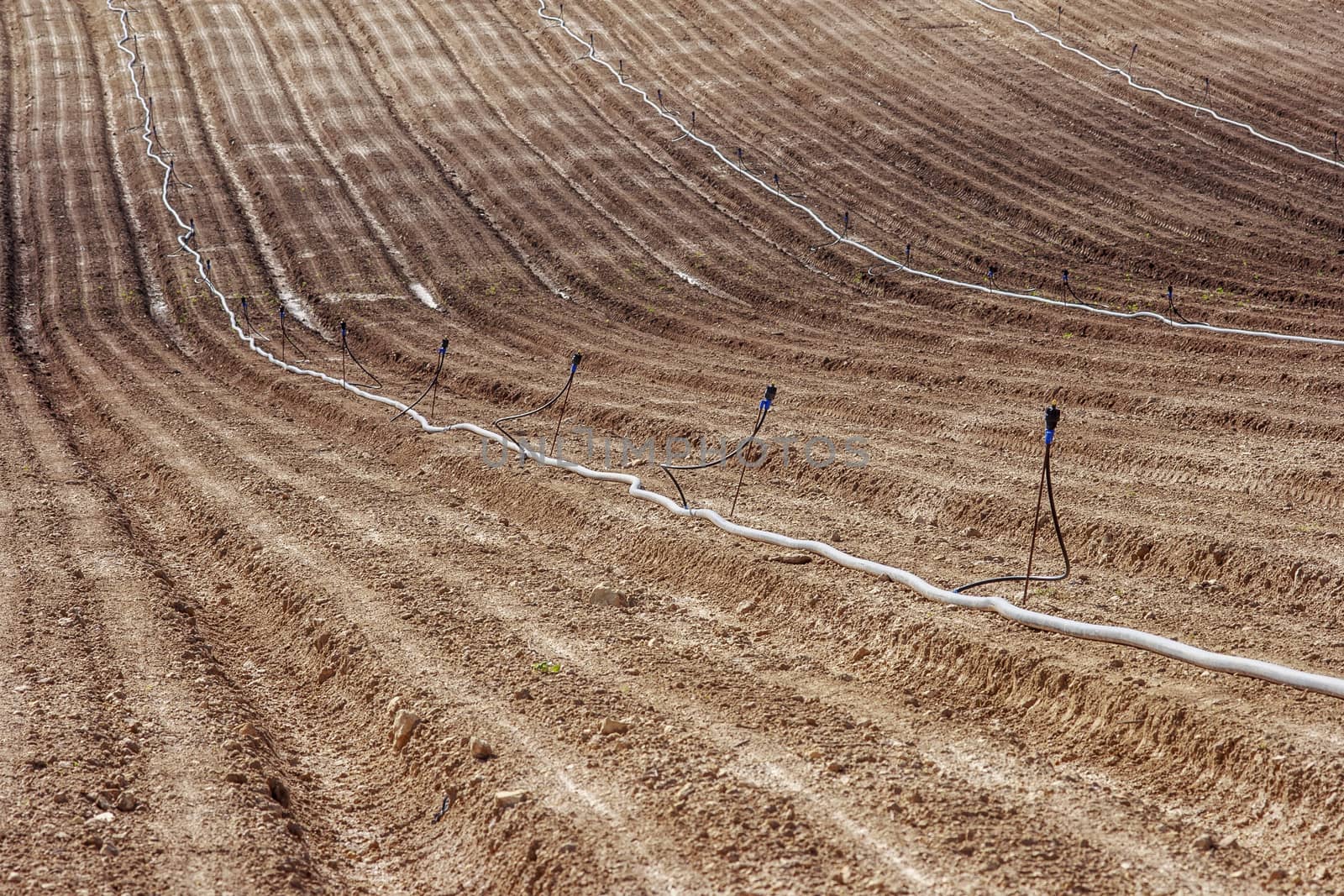 Regular furrows of land with long pipes for irrigation