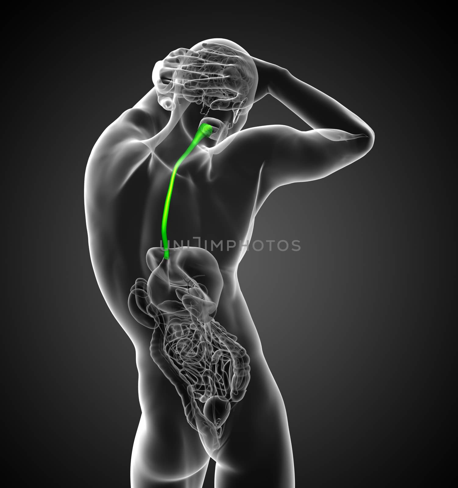 3d render medical illustration of the esophagus - back view