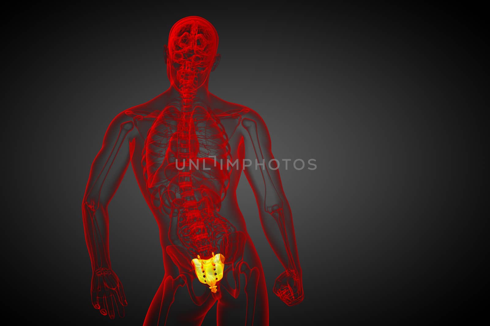 3d render medical illustration of the sacrum bone - side view