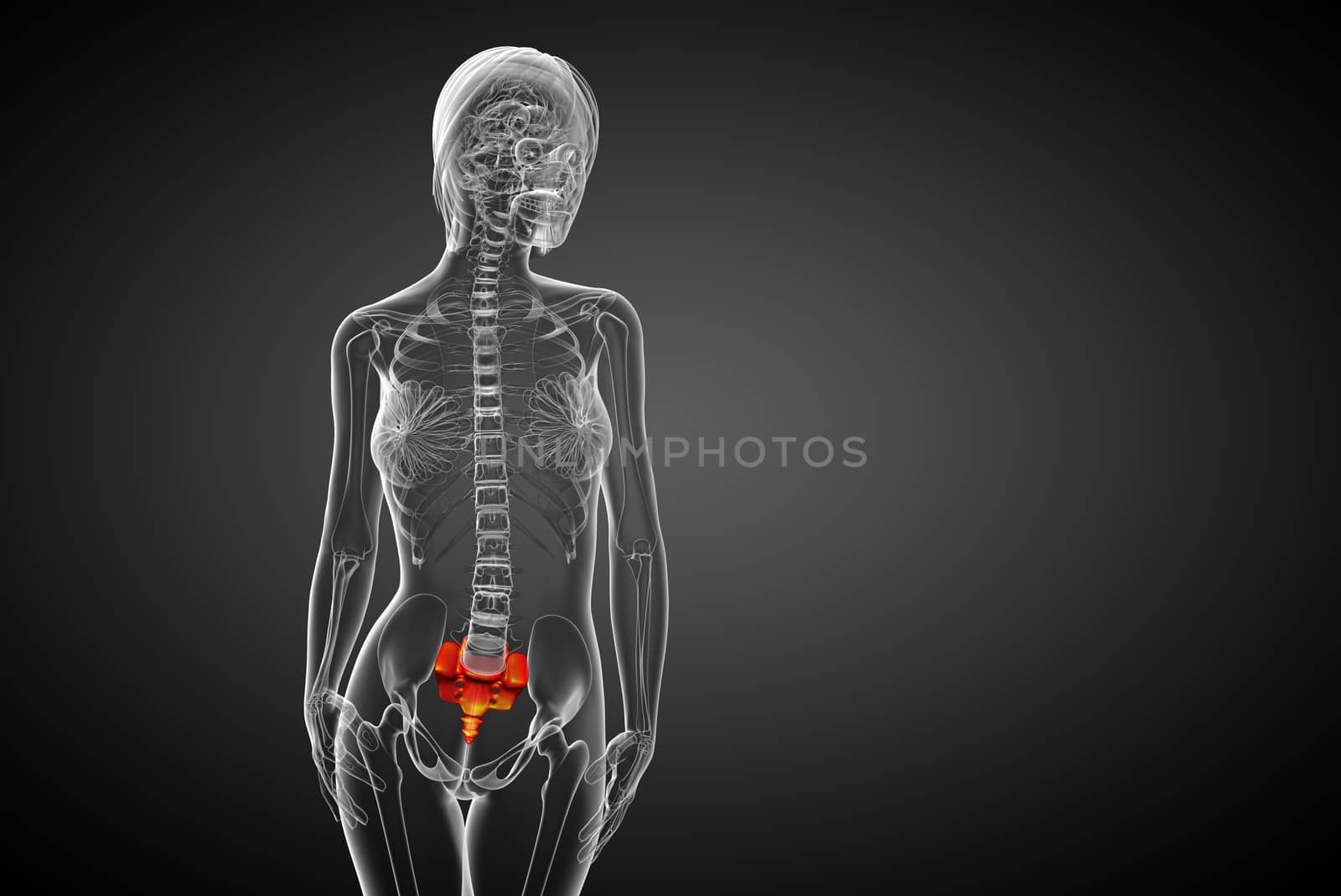 3d render medical illustration of the sacrum bone - front view