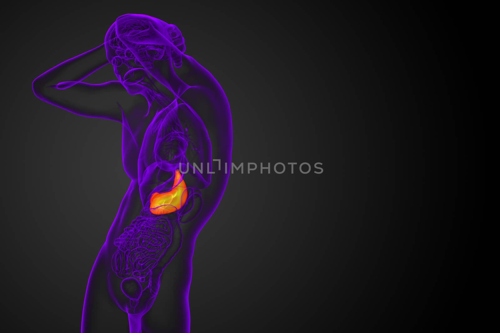 3d render medical illustration of the stomach - front view