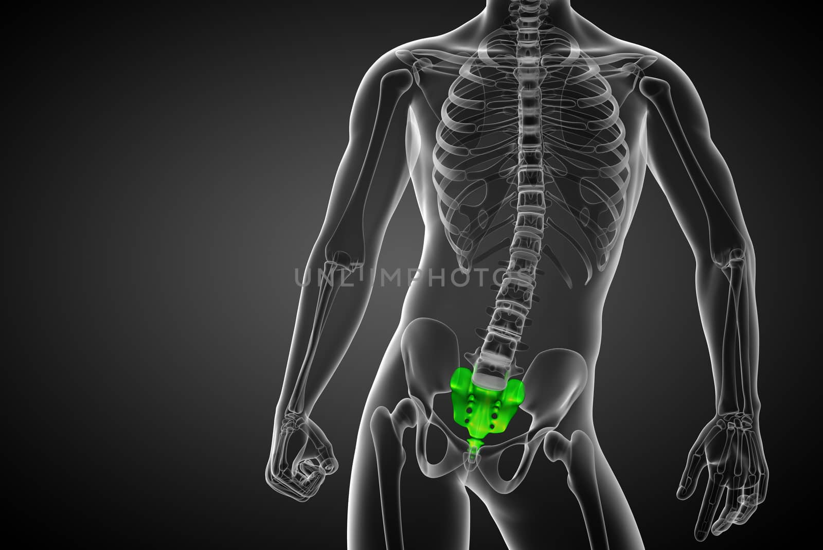 3d render medical illustration of the sacrum bone - front view