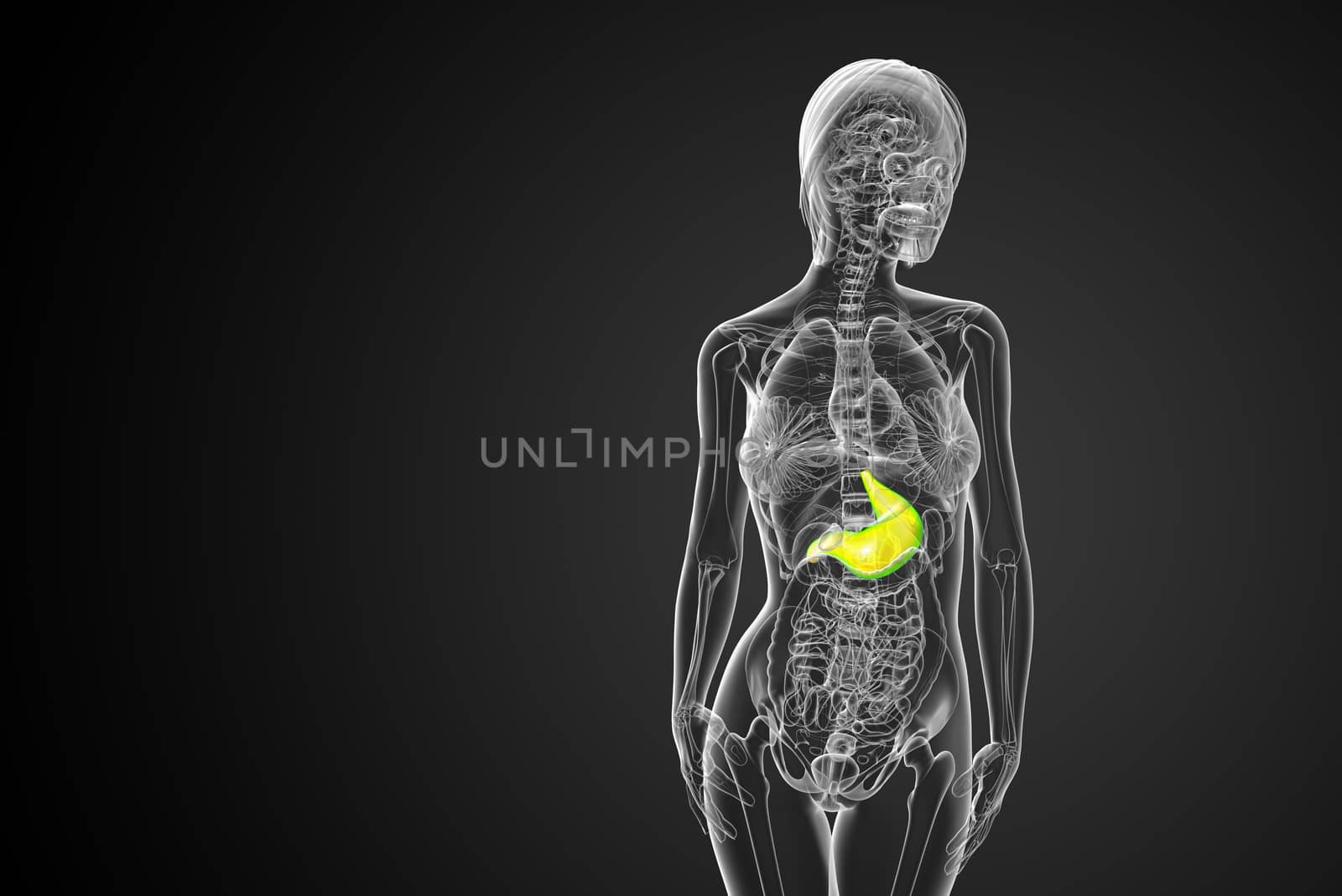 3d render medical illustration of the stomach - front view