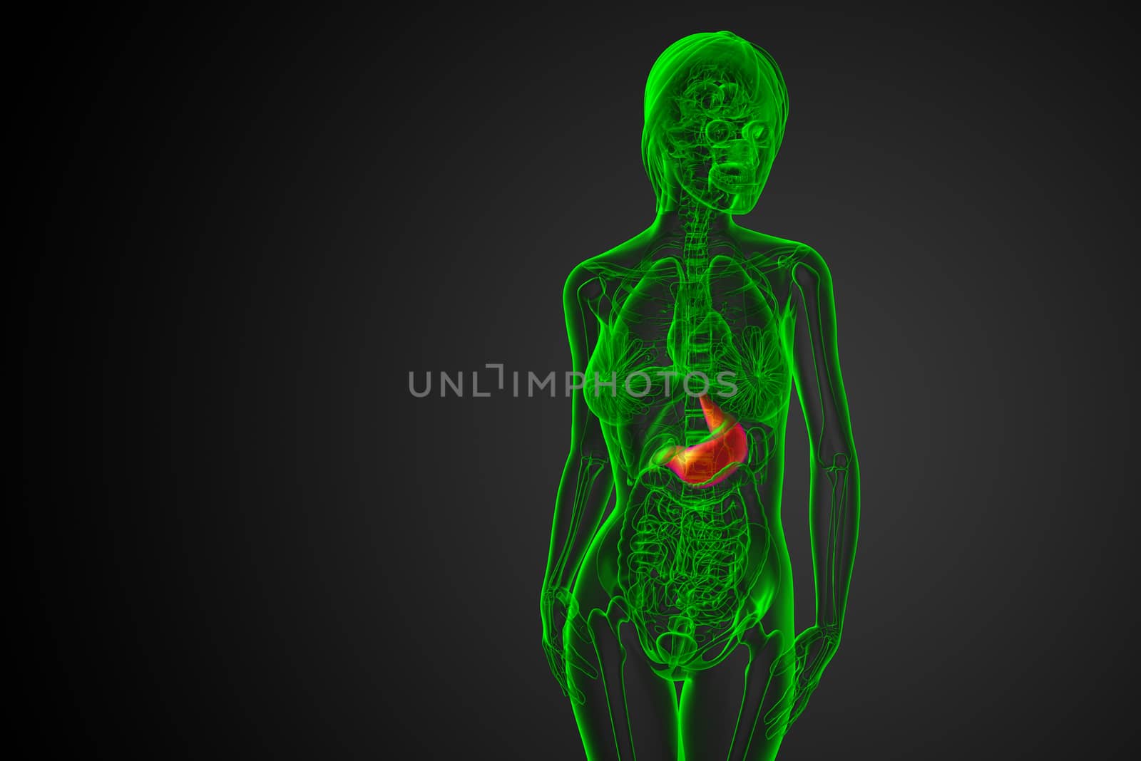 3d render medical illustration of the stomach - front view
