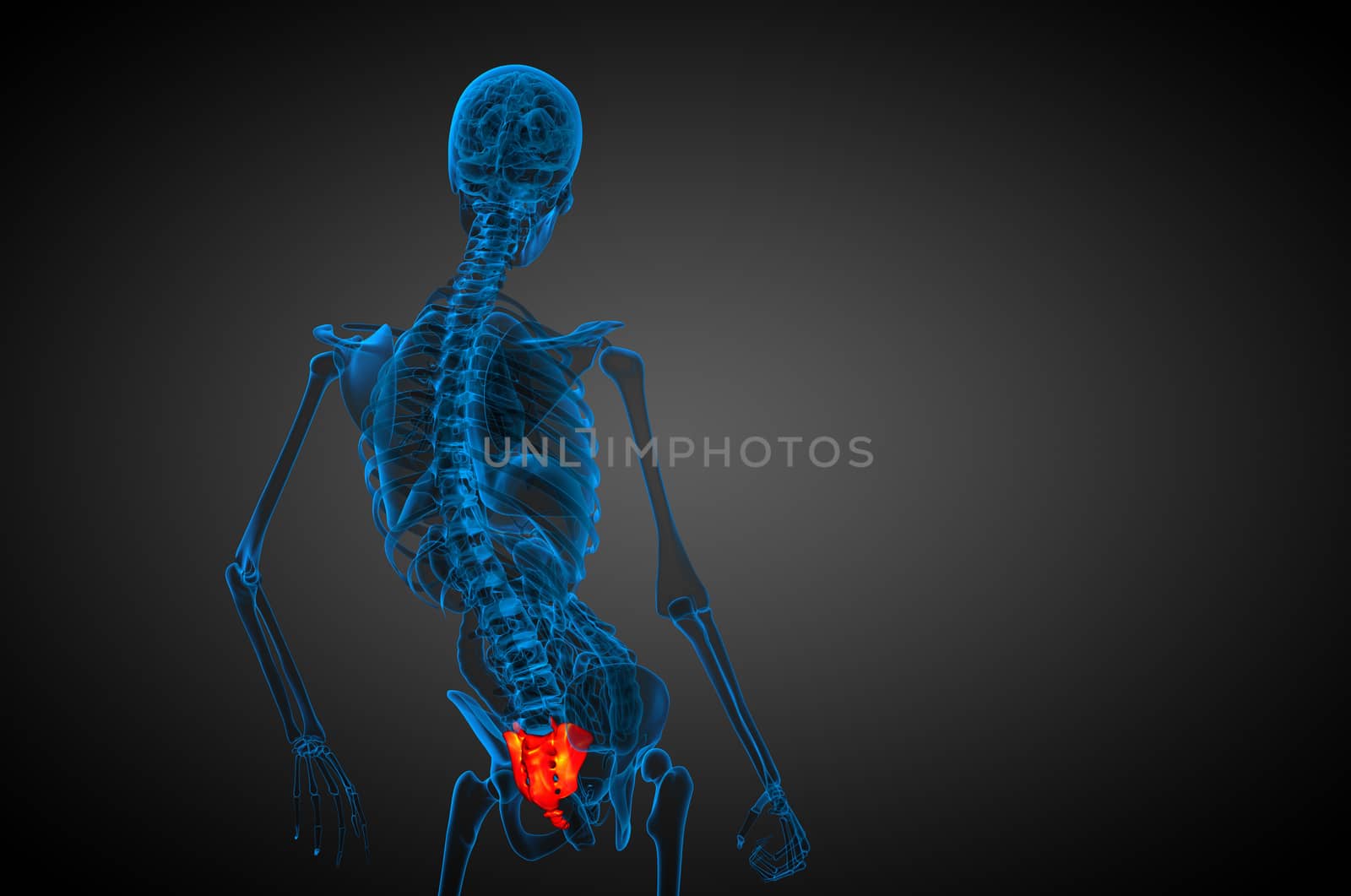 3d render medical illustration of the sacrum bone - side view